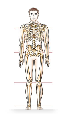 ischias-skelet